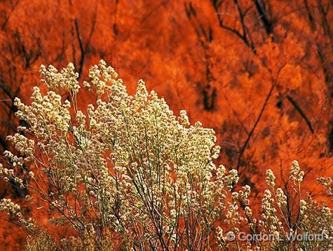 White Against Red_73071.jpg - Photographed in the Bosque del Apache National Wildlife Refuge near San Antonio, New Mexico, USA. 